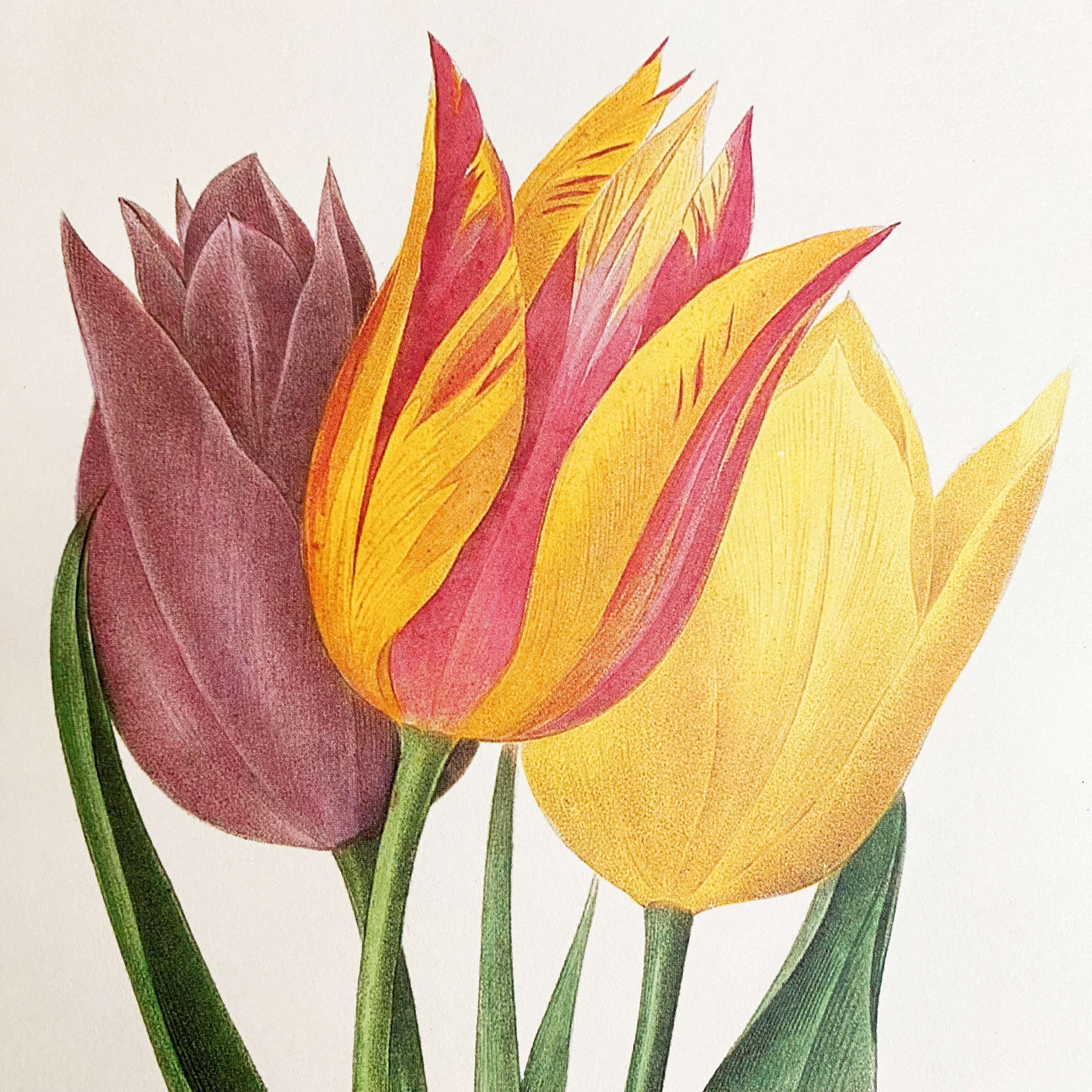 Vintage Tulip Print of an Antique Tulip Botanical Painting by Pierre Joseph Redoute - Tulipe de Gesner circa 1827