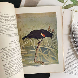 Bird Neighbors by Neltje Blanchan - 1898 Edition Fifth Printing