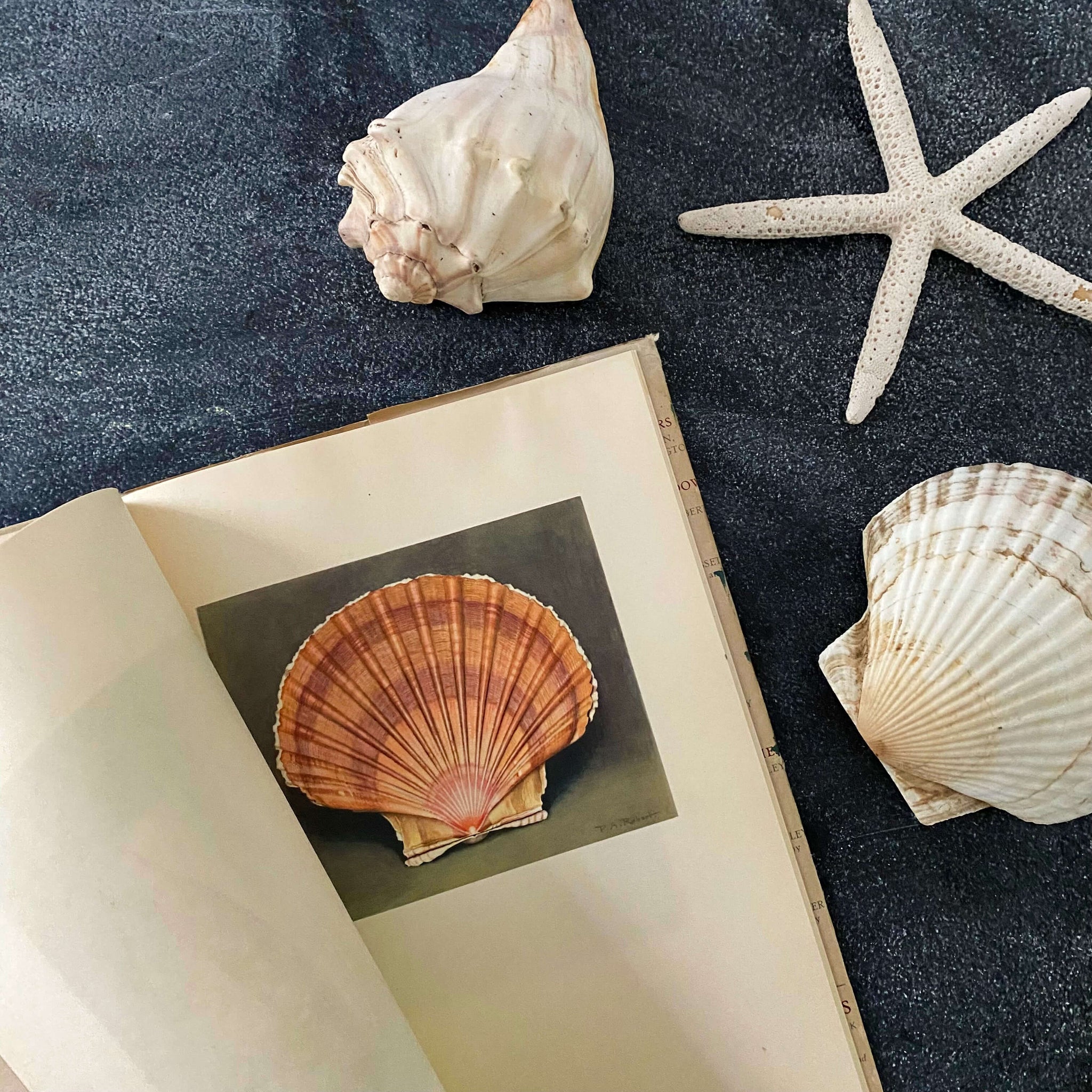 Wonders of the Sea Shells by Paul-Andre Robert & Julian Huxley - 1945 Edition Iris Books