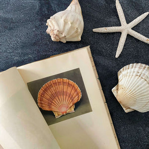 Wonders of the Sea Shells by Paul-Andre Robert & Julian Huxley - 1945 Edition Iris Books