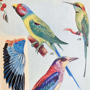 The Book of Indian Birds by Salim Ali - 1961 Sixth Edition Bombay Natural History Society