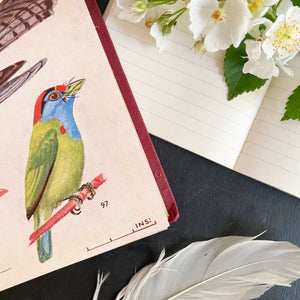 The Book of Indian Birds by Salim Ali - 1961 Sixth Edition Bombay Natural History Society