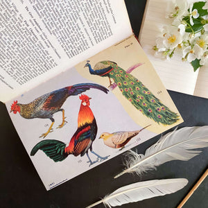 The Book of Indian Birds by Salim Ali - 1961 Sixth Edition Bombay Natural History Society