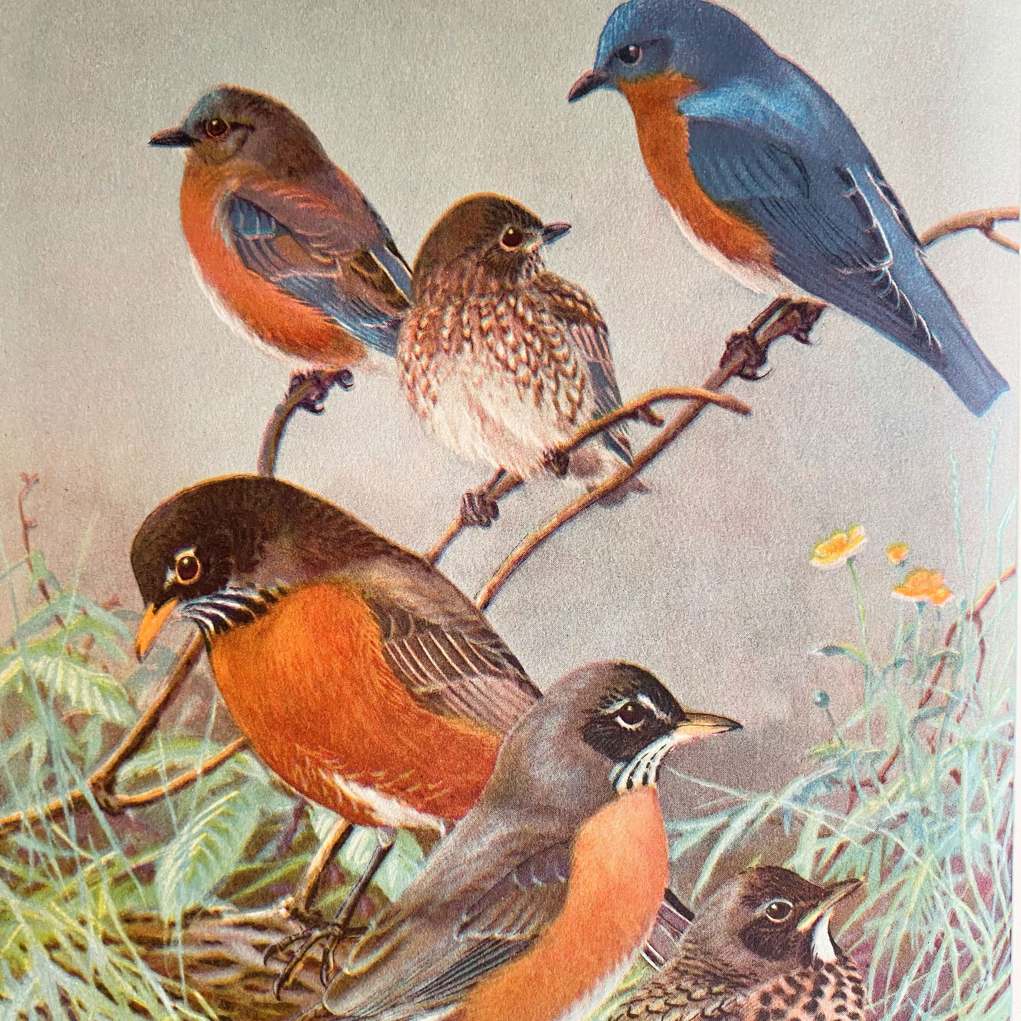 Birds in the Garden and How To Attract Them by Margaret McKenny - 1939 Edition
