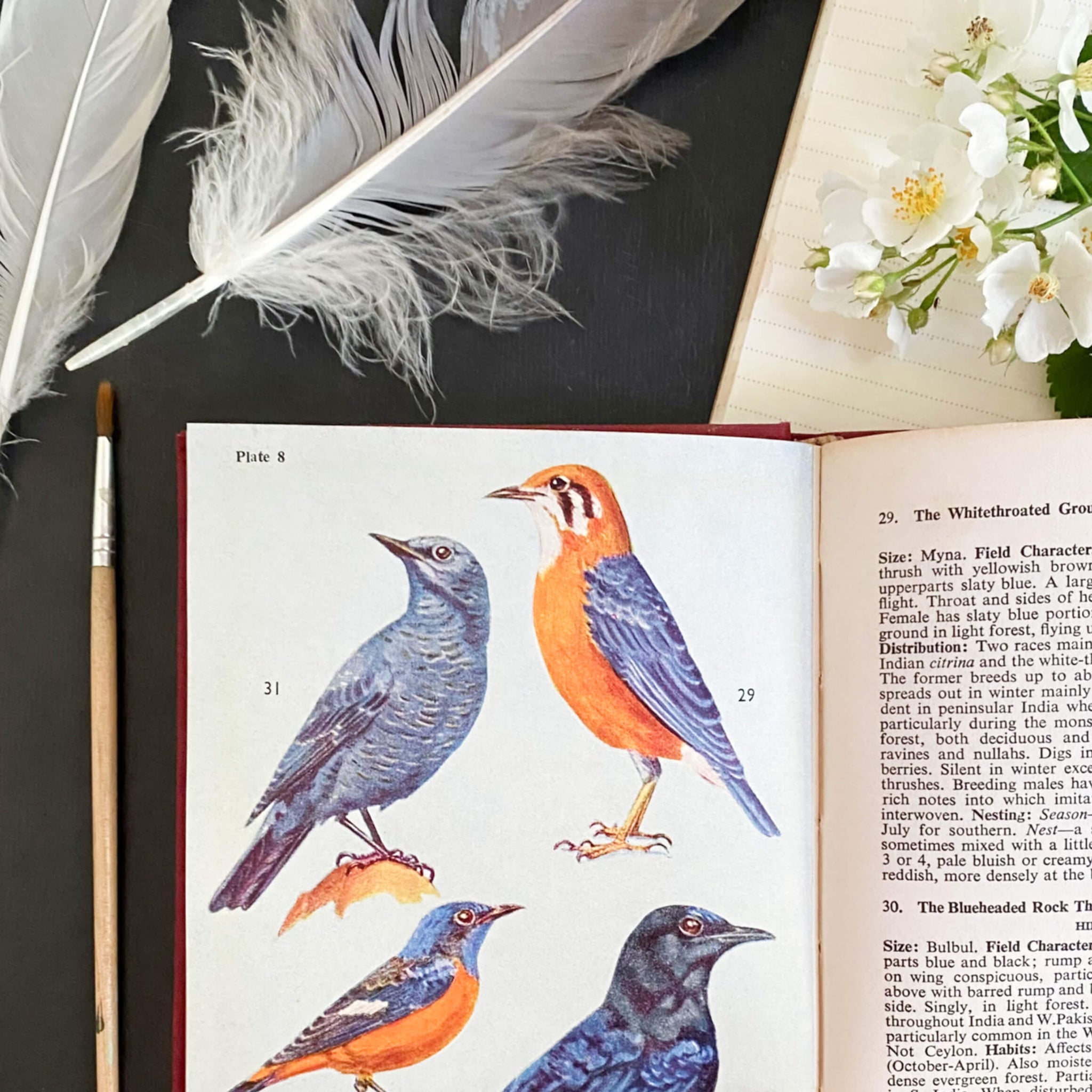 The Book of Indian Birds by Salim Ali - 1961 Sixth Edition Bombay Natural History Society