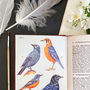 The Book of Indian Birds by Salim Ali - 1961 Sixth Edition Bombay Natural History Society