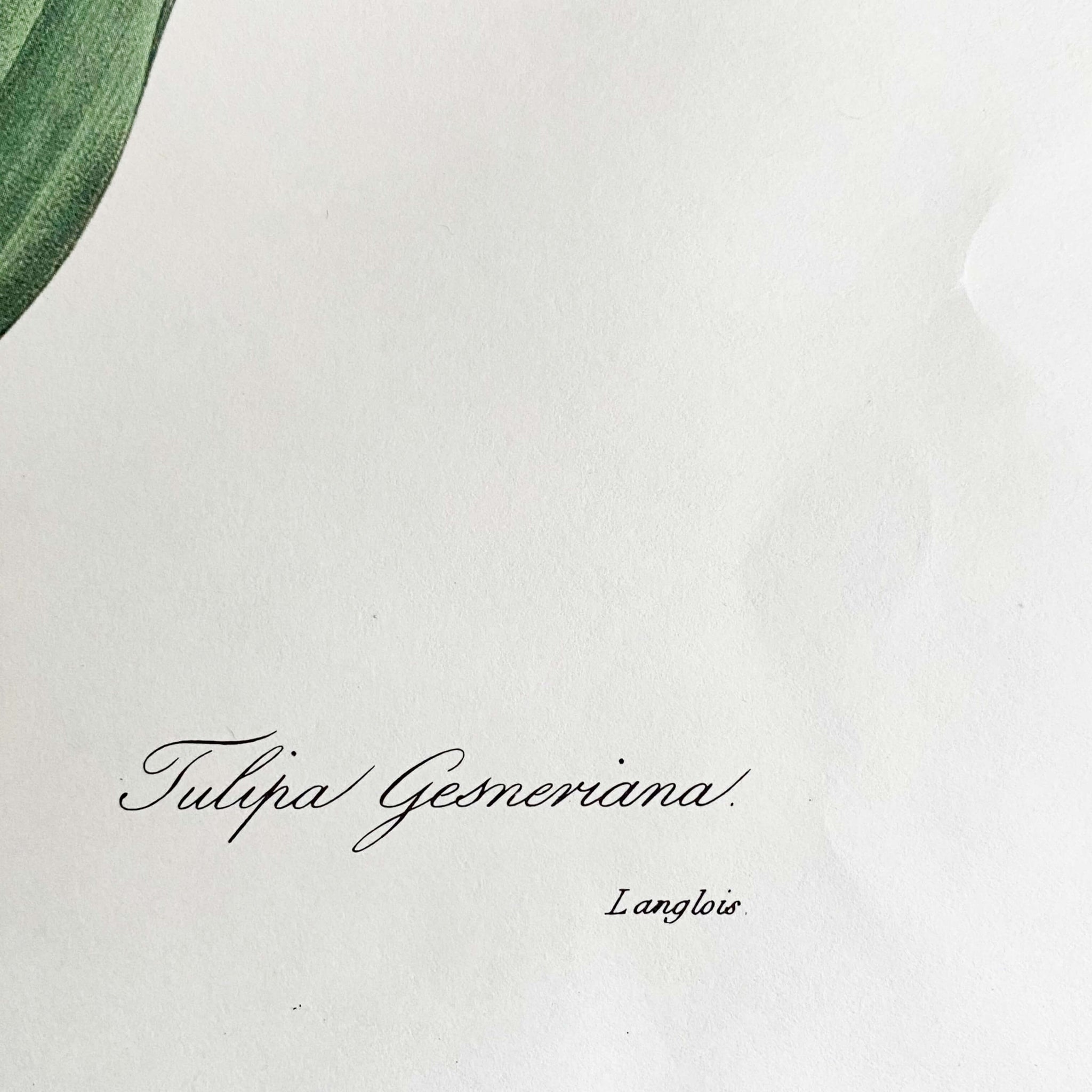 Vintage Tulip Print of an Antique Tulip Botanical Painting by Pierre Joseph Redoute - Tulipe de Gesner circa 1827