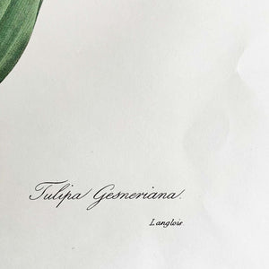 Vintage Tulip Print of an Antique Tulip Botanical Painting by Pierre Joseph Redoute - Tulipe de Gesner circa 1827