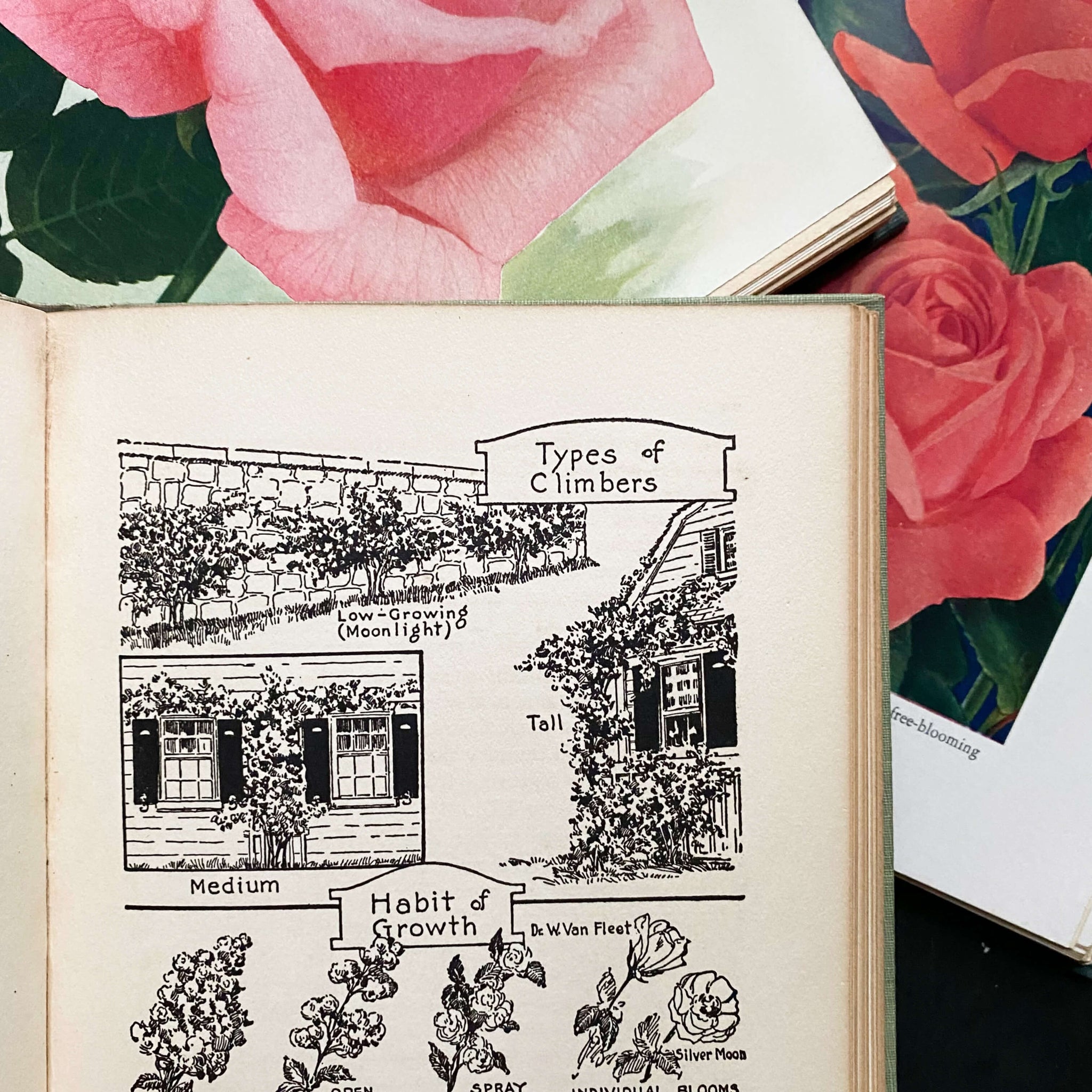 Roses by F.F. Rockwell - The Home Garden Handbooks Series circa 1930