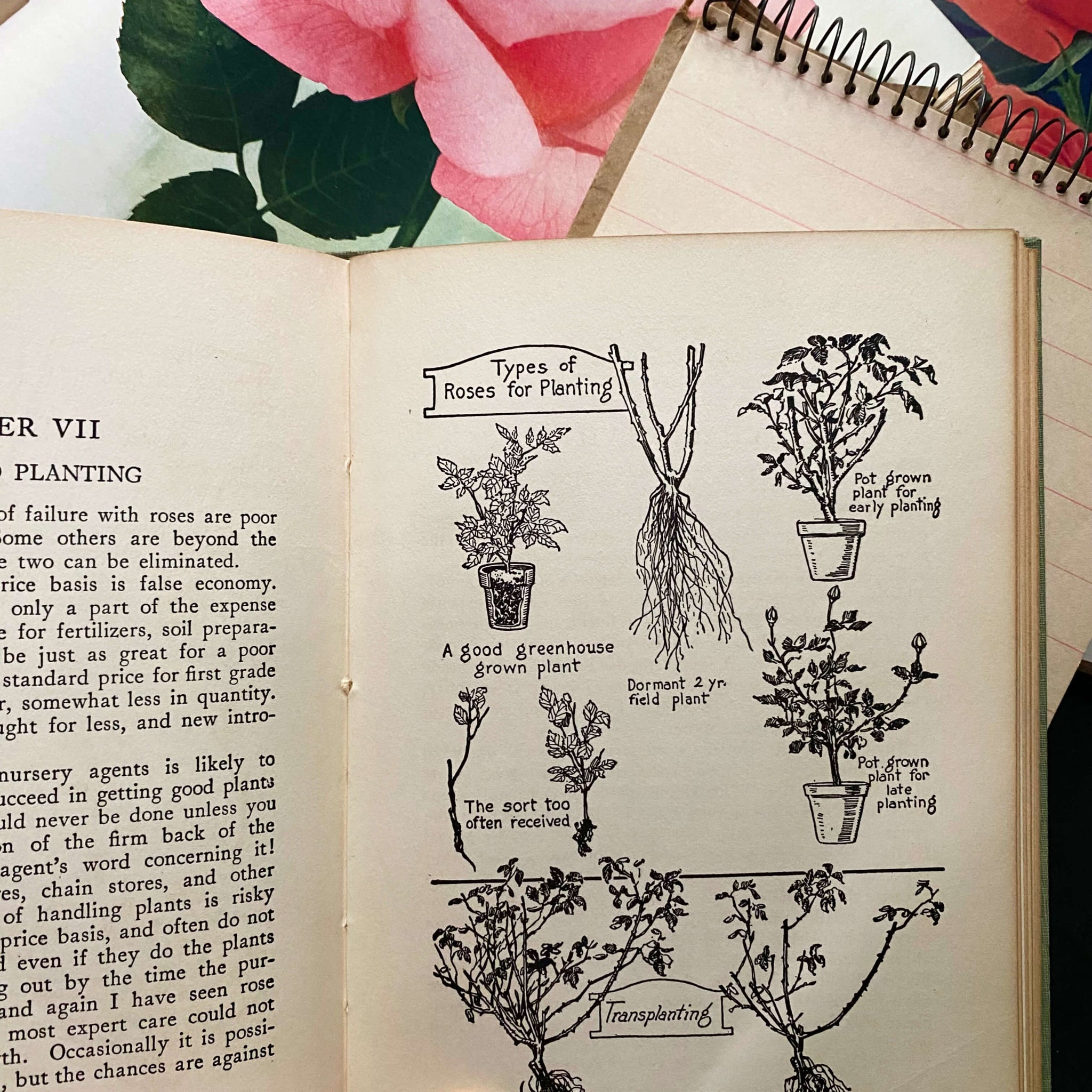 Roses by F.F. Rockwell - The Home Garden Handbooks Series circa 1930