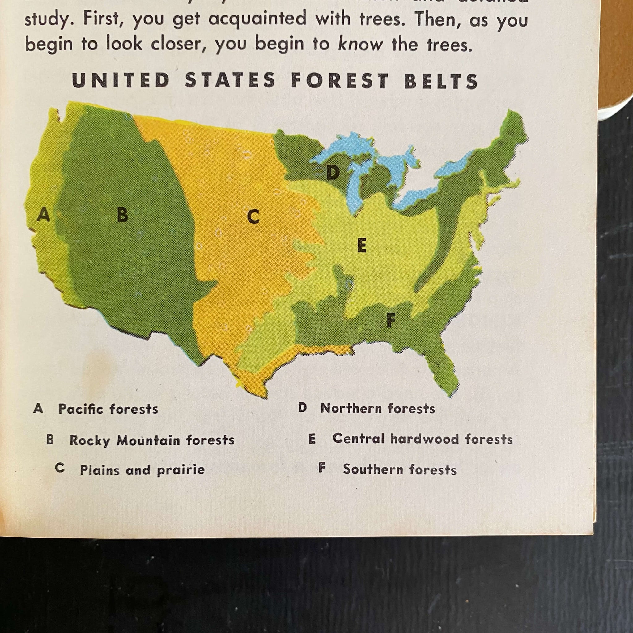 Vintage 1950s Tree Identification Book circa 1956 by Golden Press