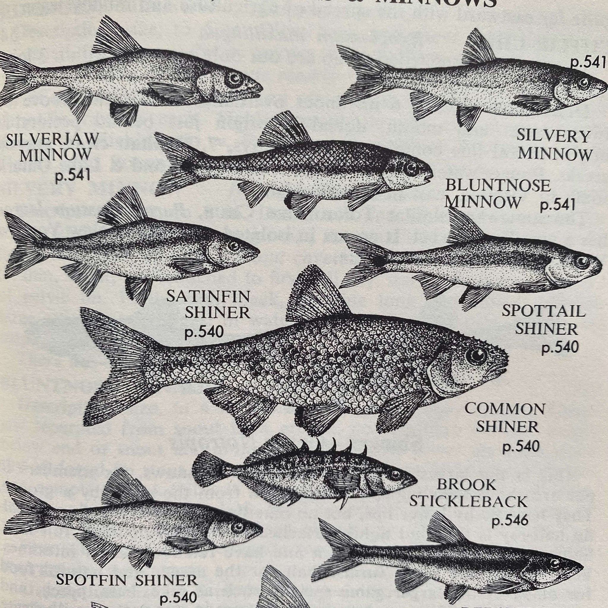 Complete Field Guide to American Wildlife by Henry Hill Collins Jr - 1959 Edition