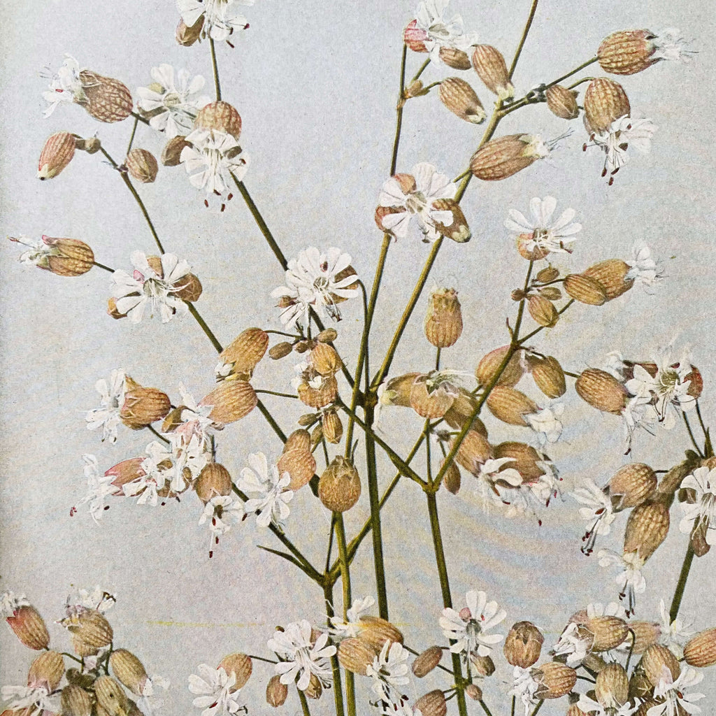 Wild Flowers by Homer D. House - 1937 Edition