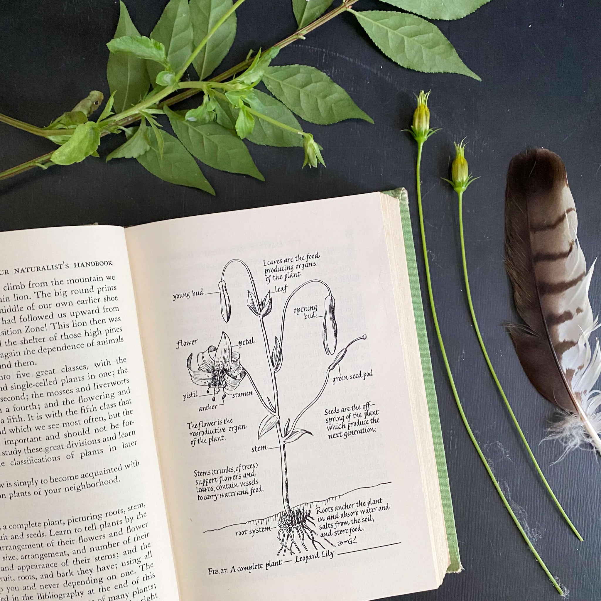 The Amateur Naturalist's Handbook by Vinson Brown - 1948 Edition 12th Printing