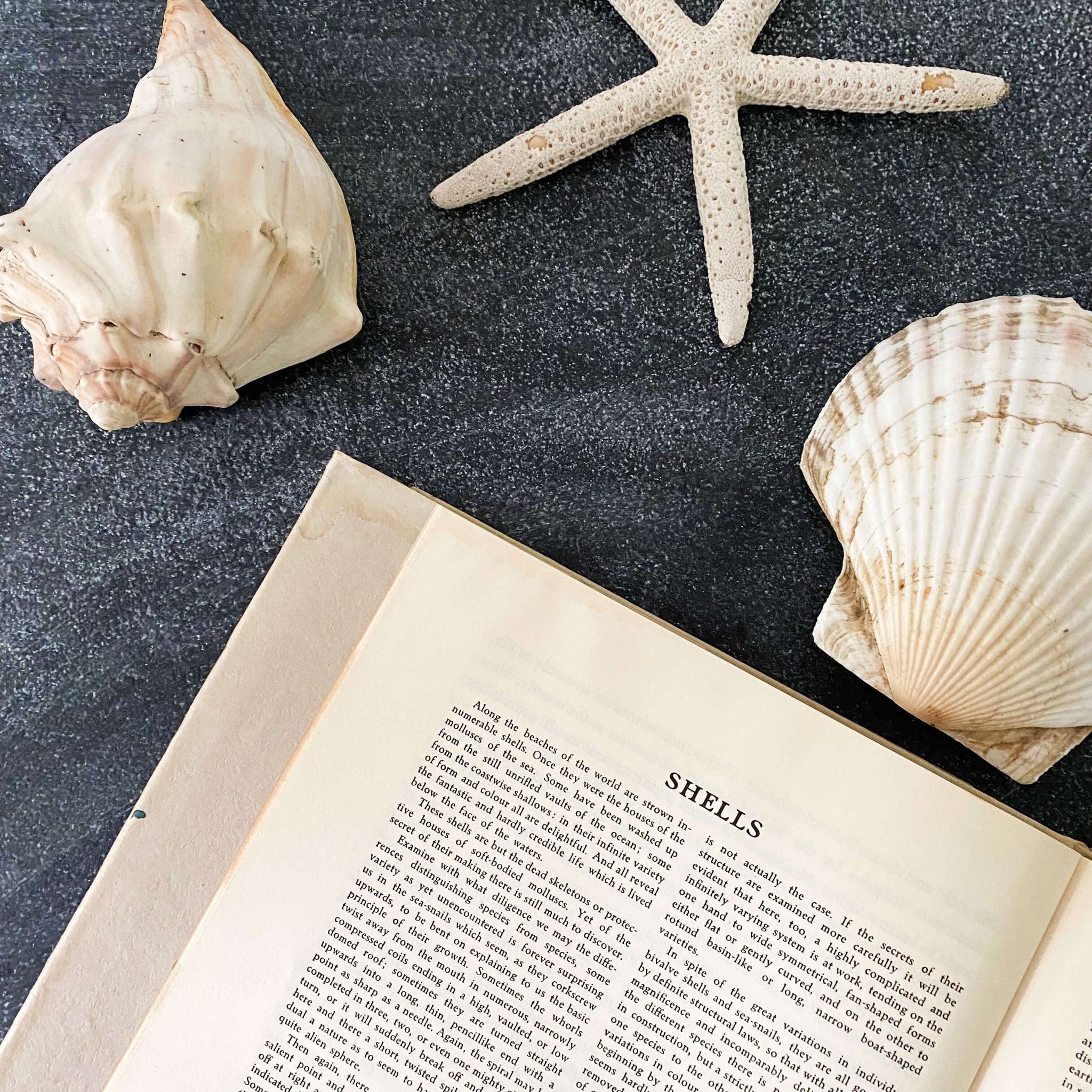 Wonders of the Sea Shells by Paul-Andre Robert & Julian Huxley - 1945 Edition Iris Books