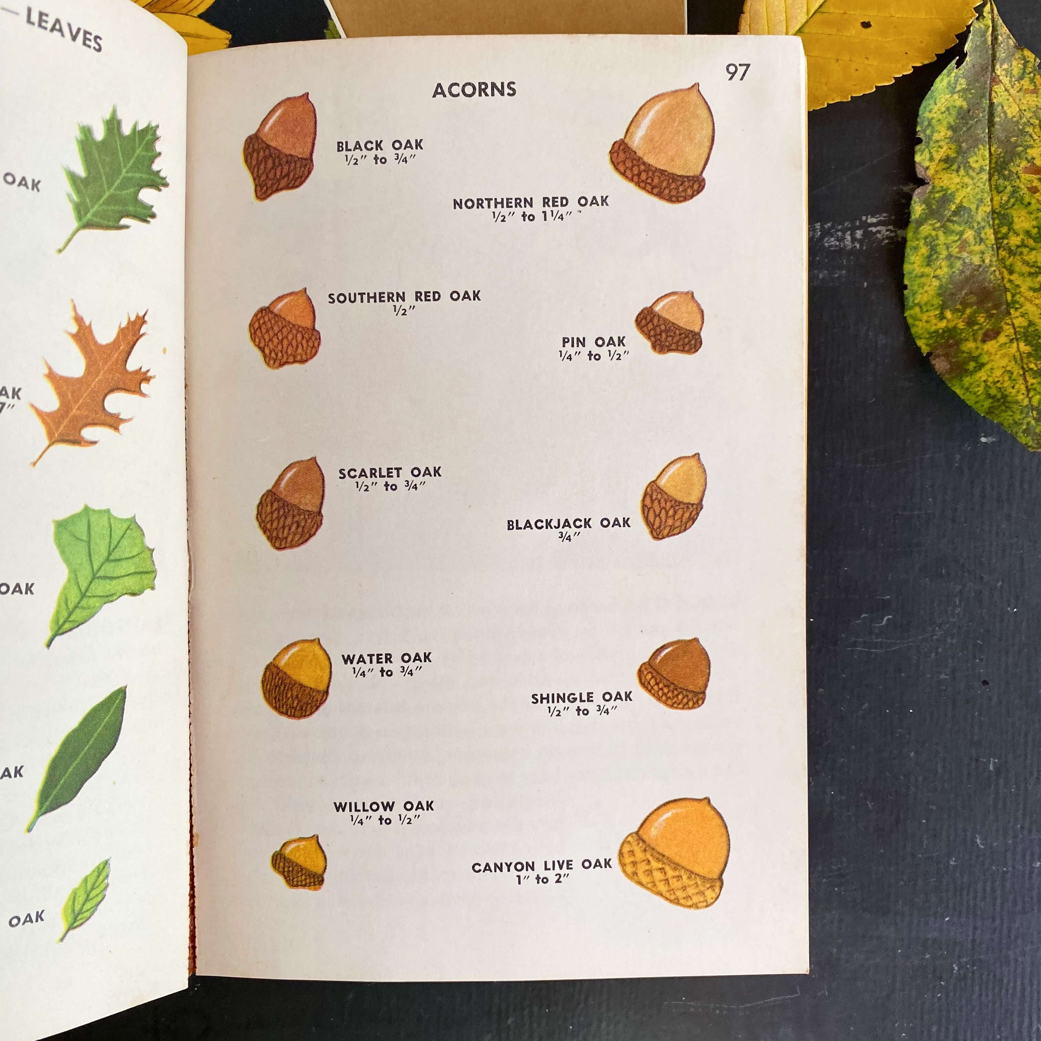 Vintage 1950s Tree Identification Book Circa 1956 By Golden Press In Vintage 1950s tree identification book circa 1956 by golden press in