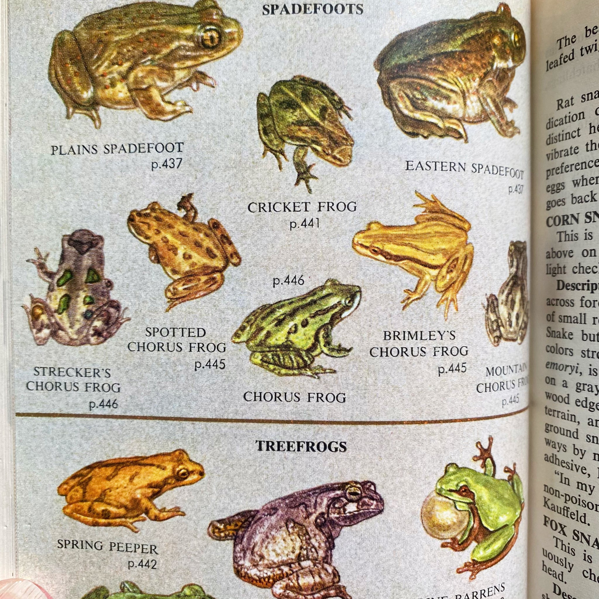 Complete Field Guide to American Wildlife by Henry Hill Collins Jr - 1959 Edition
