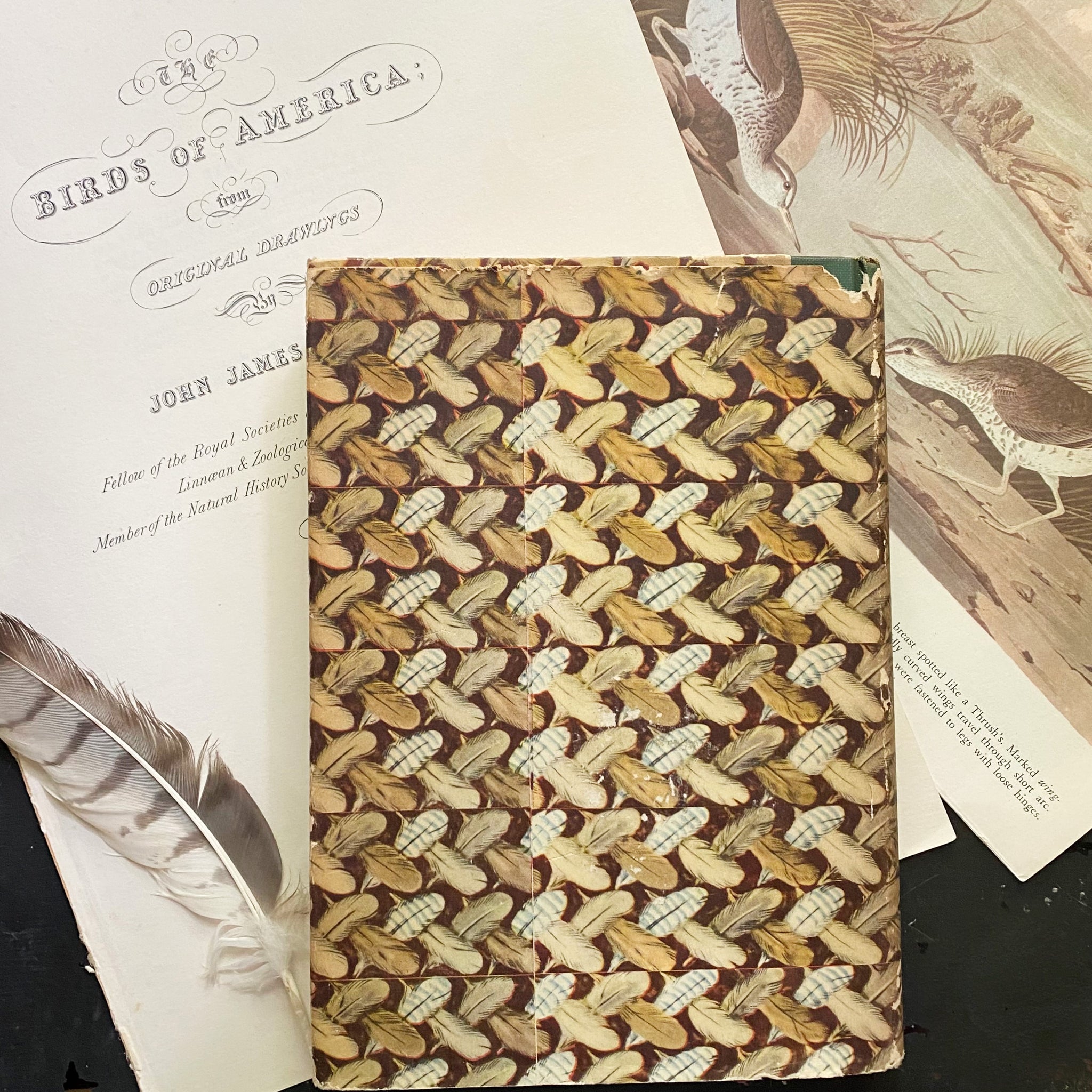 Vintage 1950s Audubon's Birds of America Book - Popular Edition - 1950 First Printing