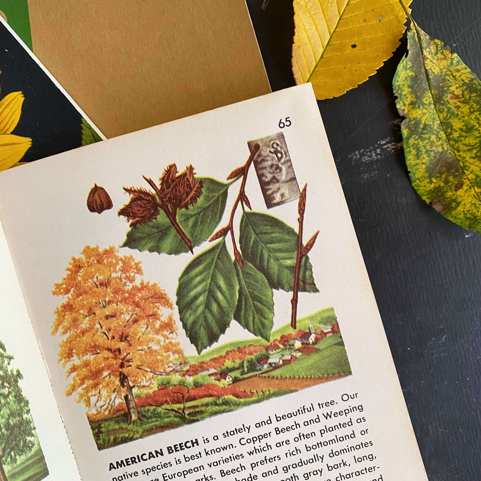 Vintage 1950s Tree Identification Book Circa 1956 By Golden Press In Vintage 1950s tree identification book circa 1956 by golden press in