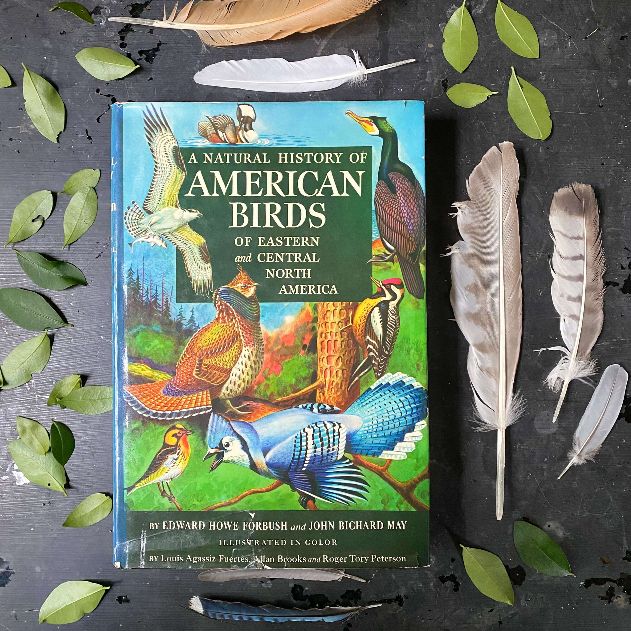 Vintage 1950s Bird Identification book - A Natural History of American – In  The Vintage Kitchen Shop