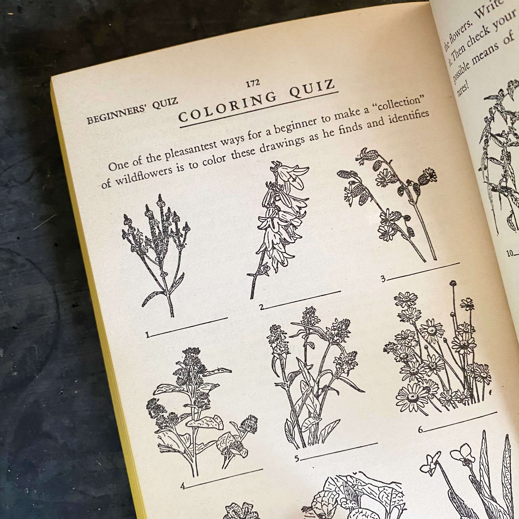 The Pocket Guide to the Wildflowers by Samuel Gottscho circa 1951