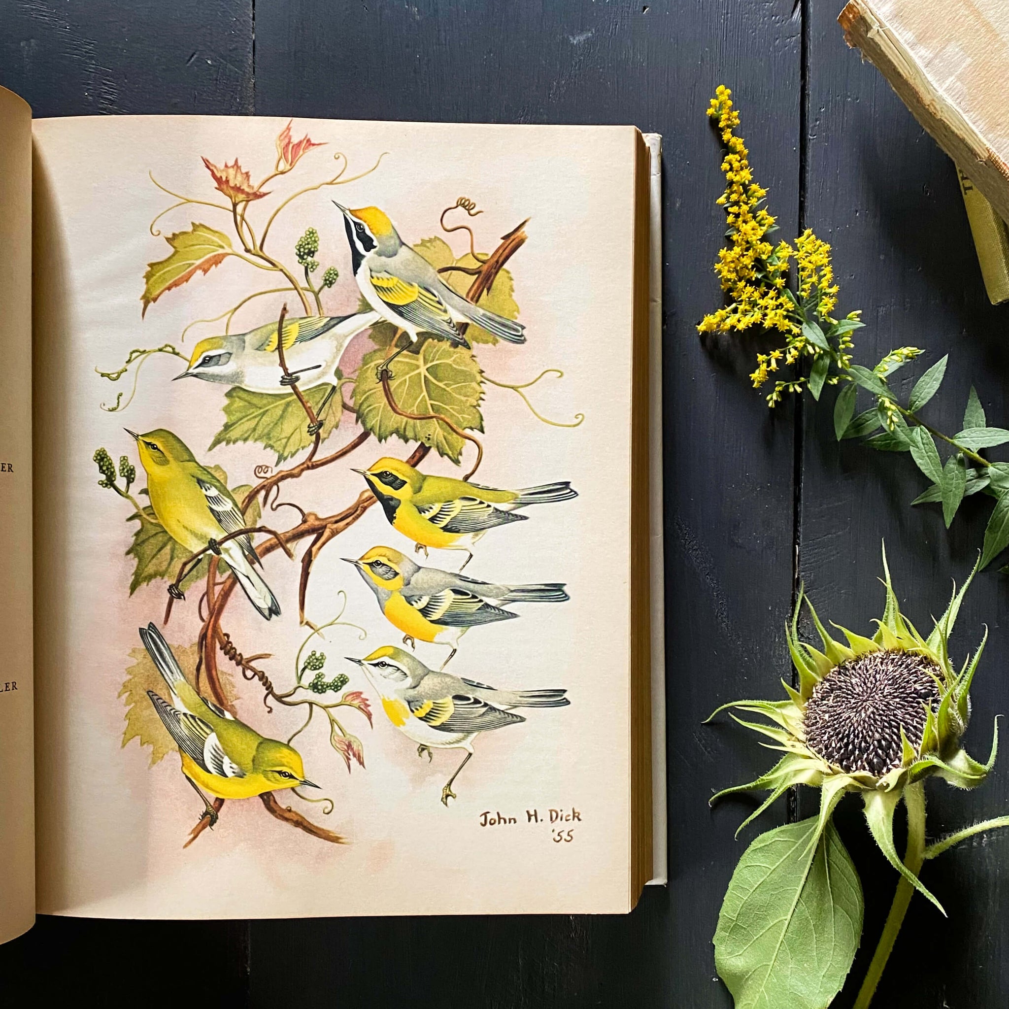 The Warblers of North America by Ludlow Griscom and Alexander Sprunt Jr. with Illustrations by John Henry Dick - 1957 First Printing