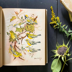 The Warblers of North America by Ludlow Griscom and Alexander Sprunt Jr. with Illustrations by John Henry Dick - 1957 First Printing