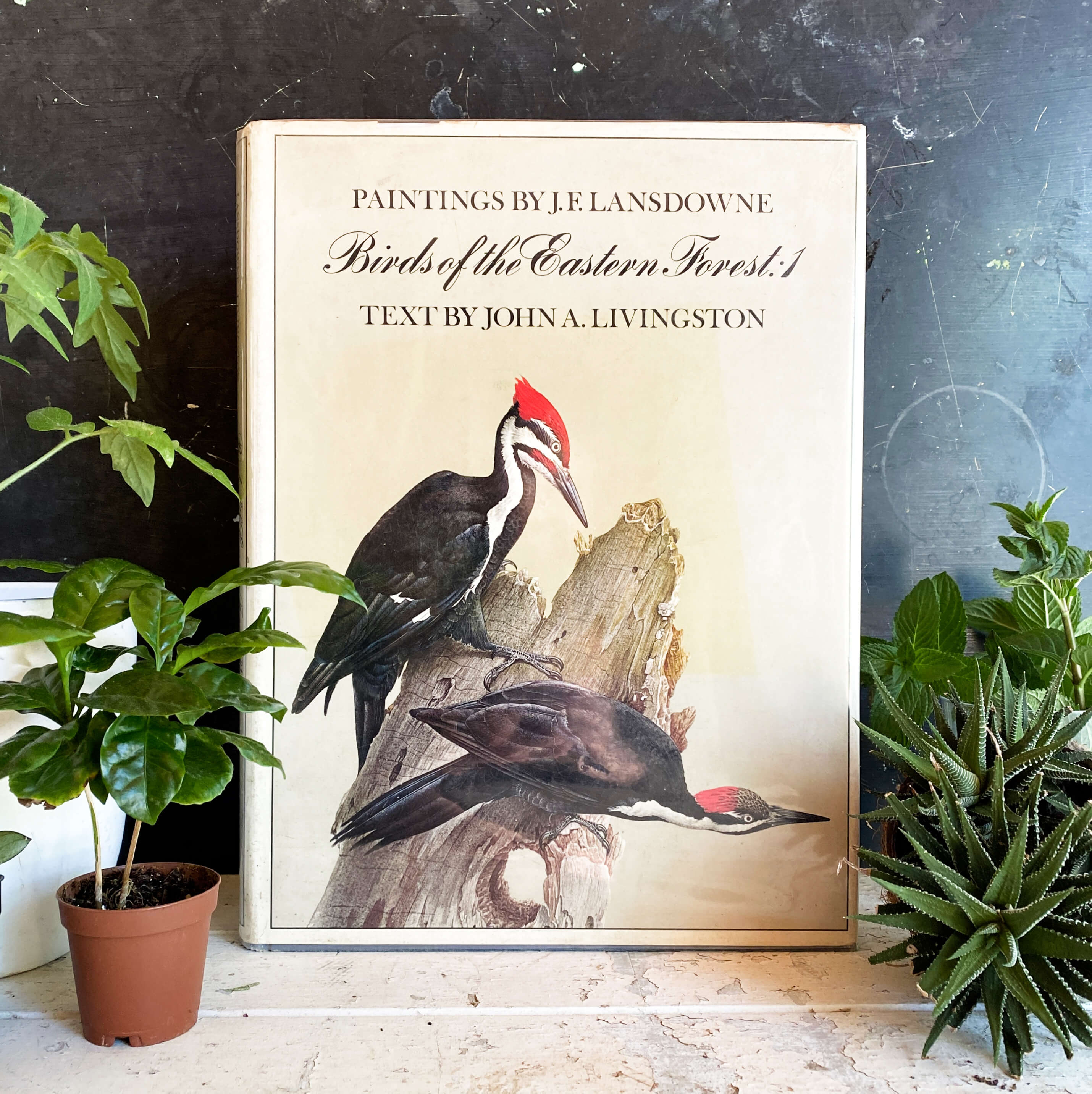 Lansdowne's Birds of the Forest　鳥の図鑑　洋書 Birds of the Forest: Lansdowne, James Fenwick: 9780884860273