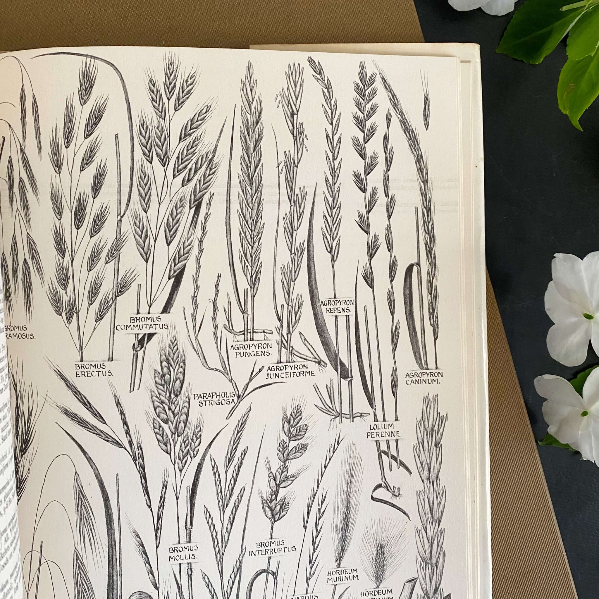 The Concise British Flora in Colour by W. Keble Martin -1965 Edition, 4th Impression