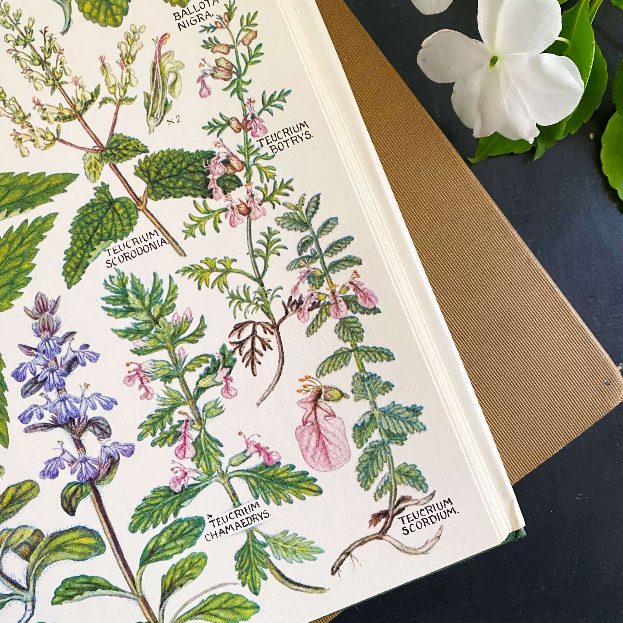 The Concise British Flora in Colour by W. Keble Martin -1965 Edition, 4th Impression