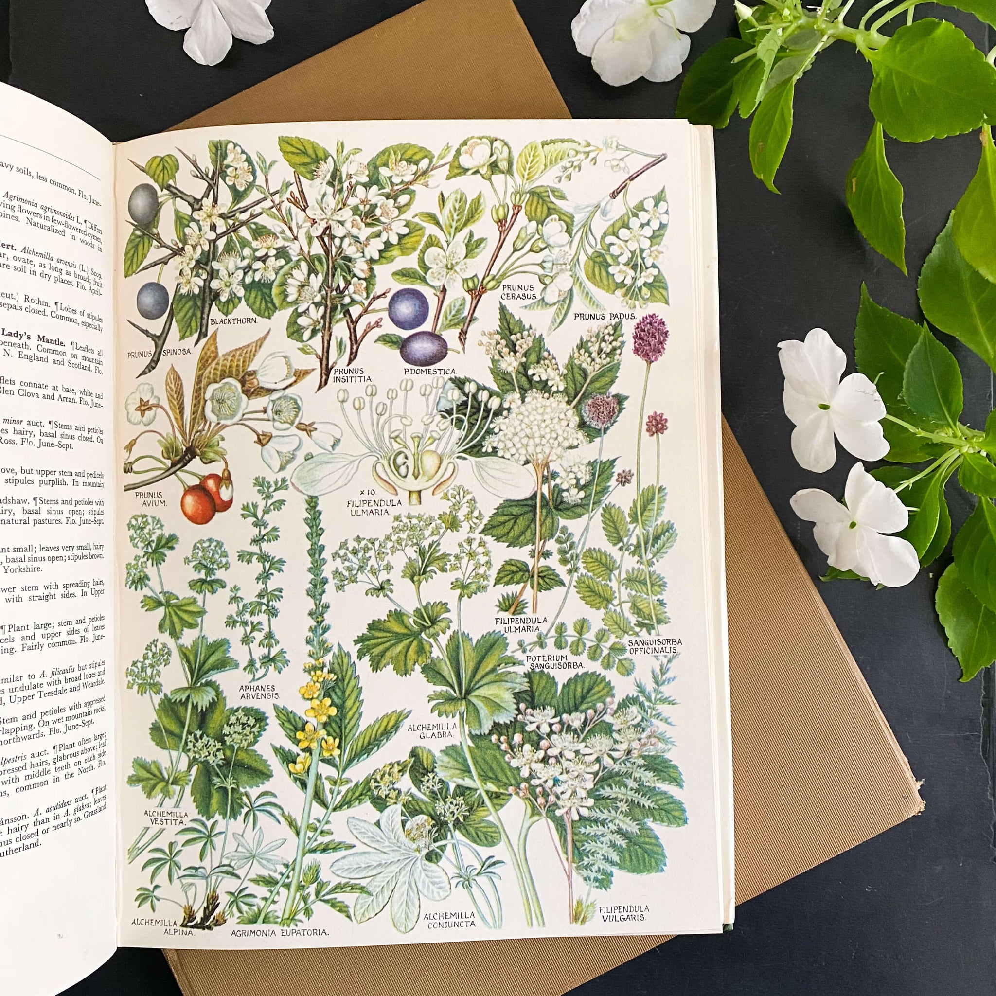 The Concise British Flora in Colour by W. Keble Martin -1965 Edition, 4th Impression