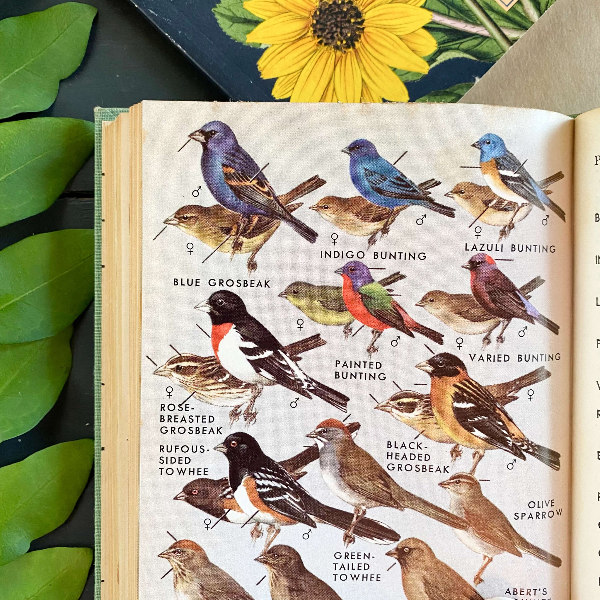 A Field Guide to Western Birds by Roger Tory Peterson - 1961 Edition First Printing