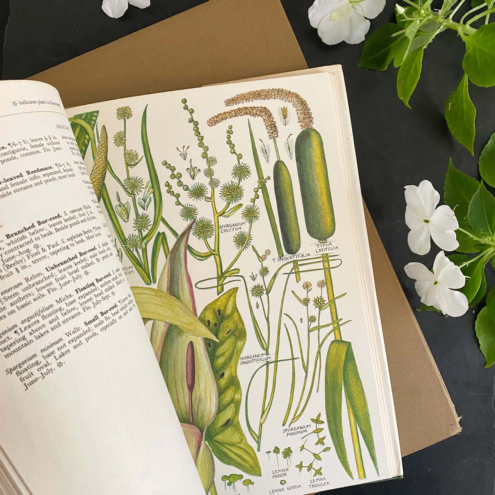 The Concise British Flora in Colour by W. Keble Martin -1965 Edition, 4th Impression