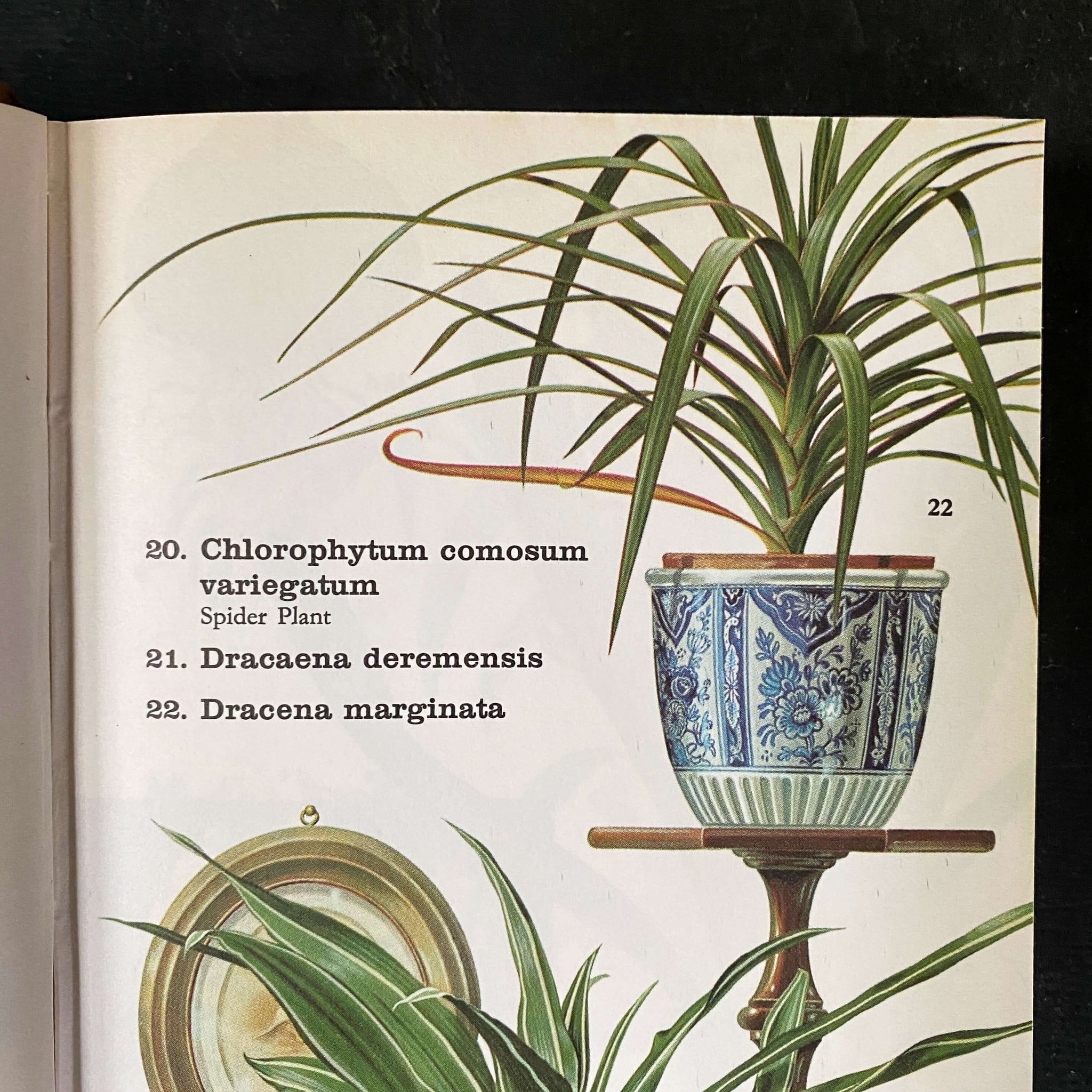 the pocket encyclopedia of indoor plants The Pocket Encyclopedia of Indoor Plants - Age Nicolaisen