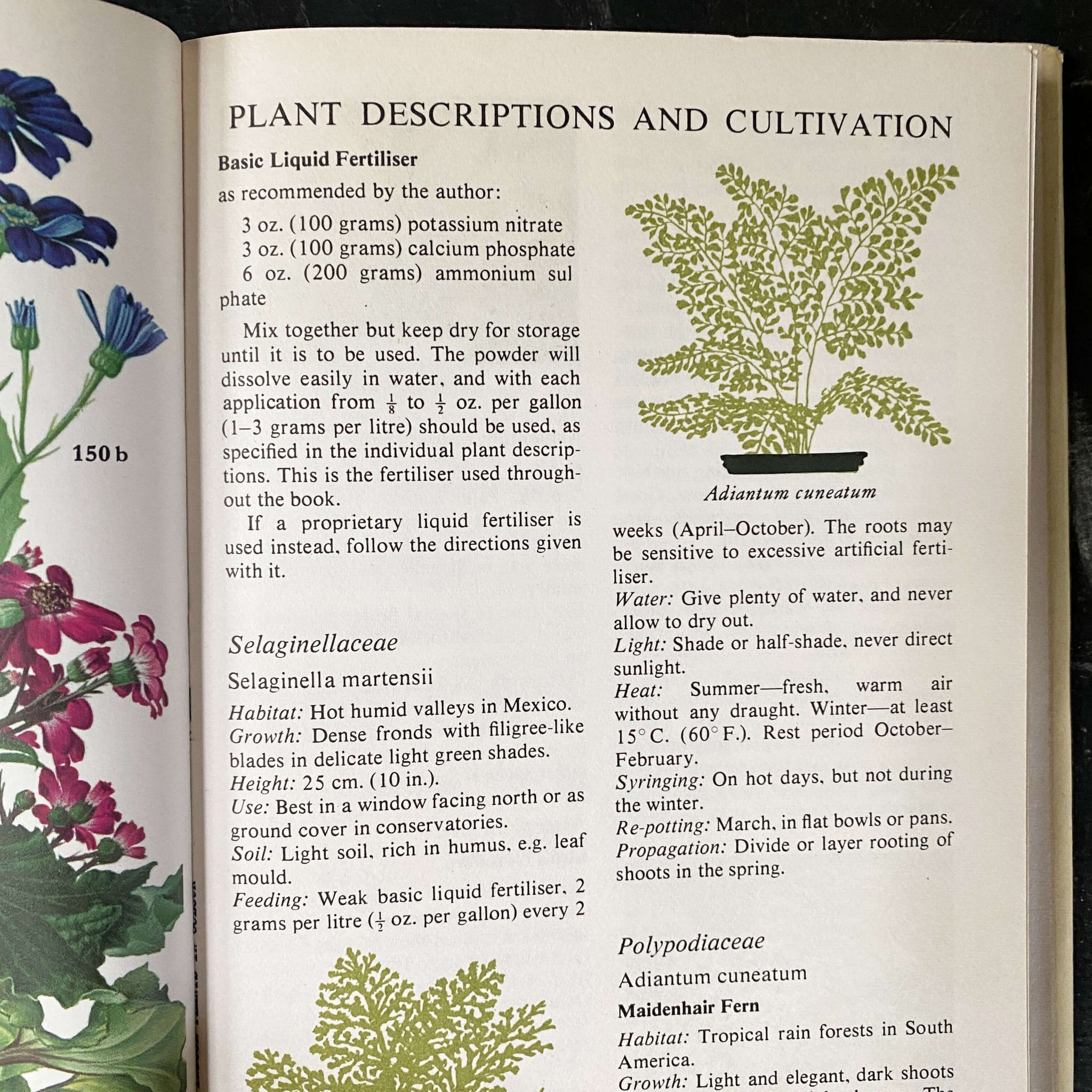 The Pocket Encyclopedia of Indoor Plants - Age Nicolaisen - 1974 Editi – In The Vintage Kitchen Shop