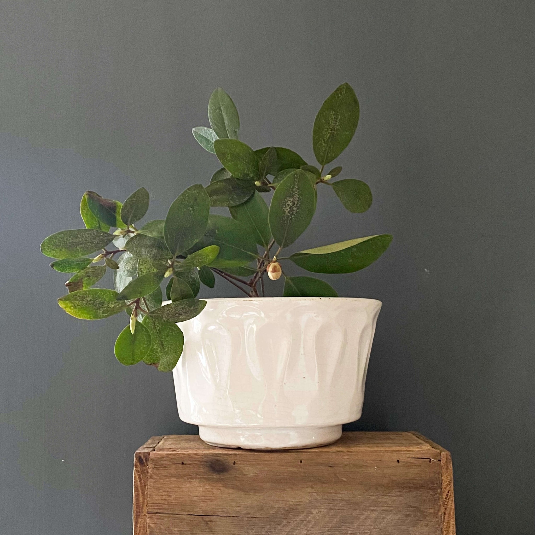 mccoy planter pot Vintage White 1970s McCoy Pottery Planter