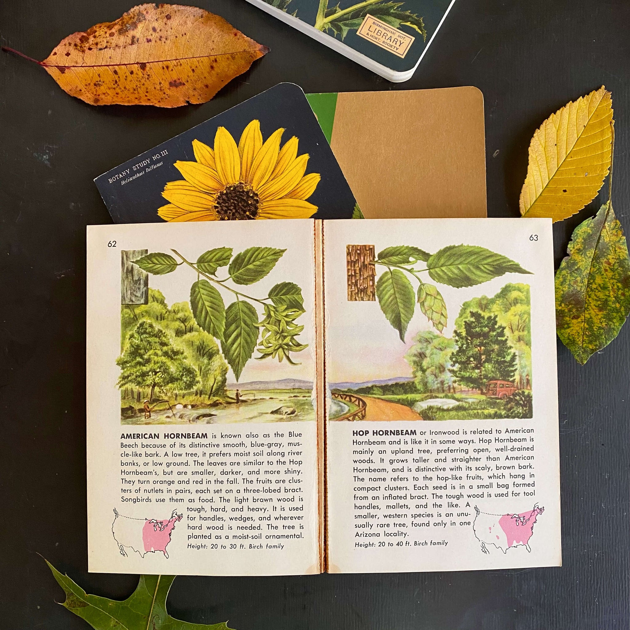 Vintage 1950s Tree Identification Book Circa 1956 By Golden Press In Vintage 1950s tree identification book circa 1956 by golden press in