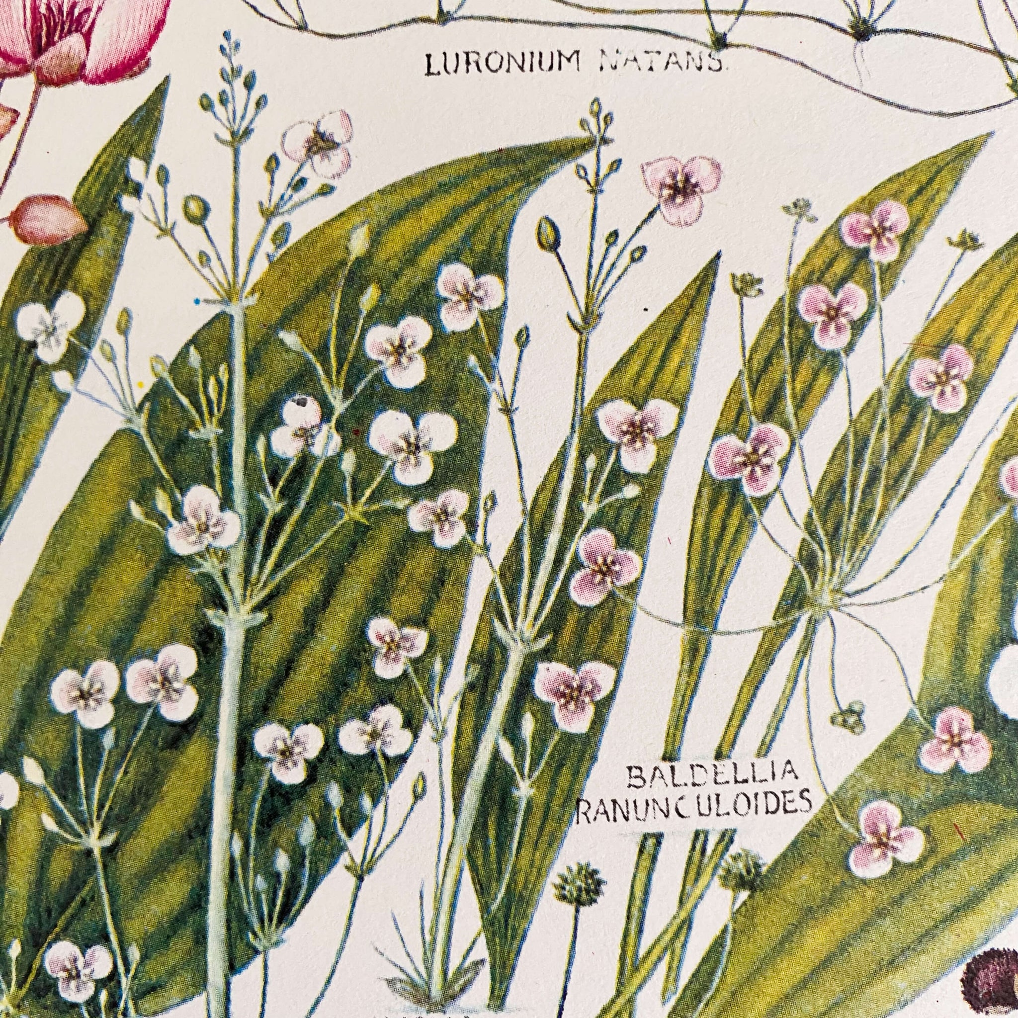 The Concise British Flora in Colour by W. Keble Martin -1965 Edition, 4th Impression