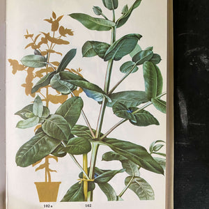 the pocket encyclopedia of indoor plants The Pocket Encyclopedia of Indoor Plants - Age Nicolaisen