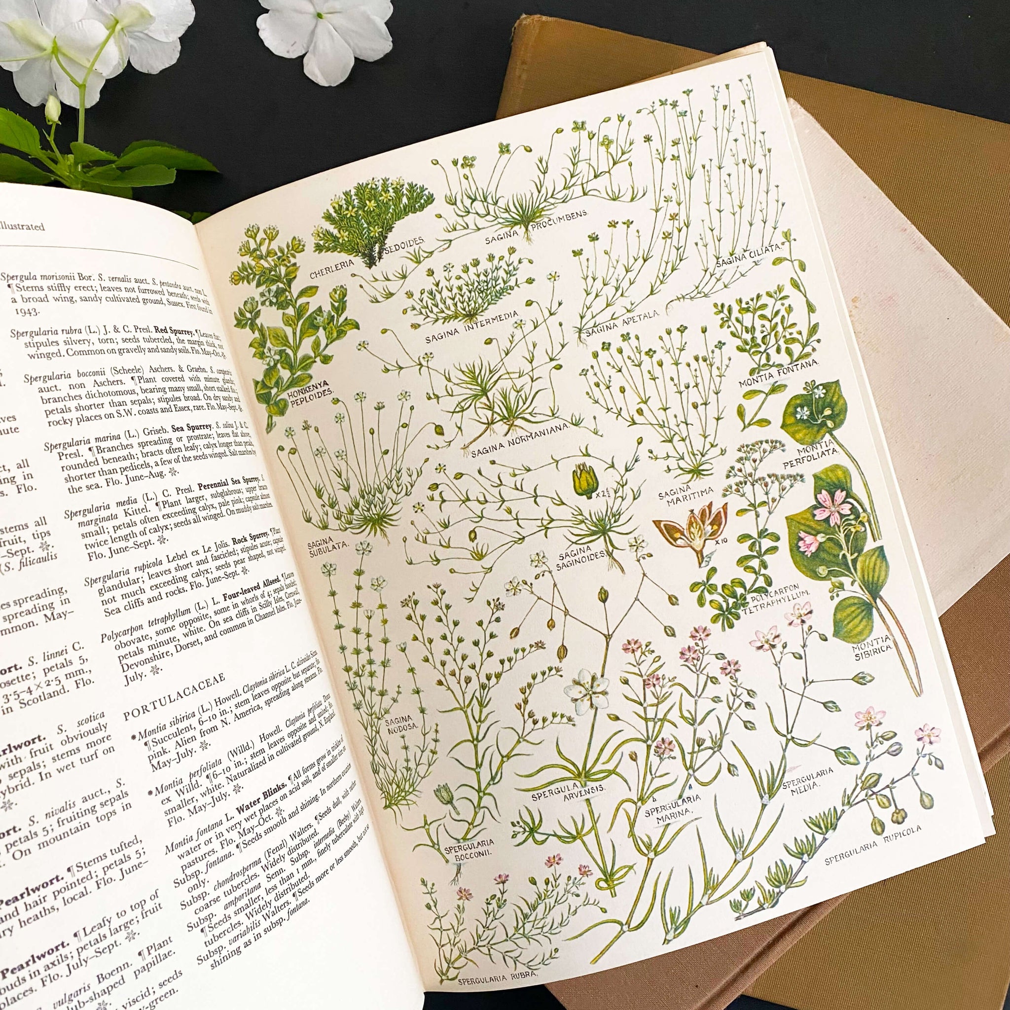 The Concise British Flora in Colour by W. Keble Martin -1965 Edition, 4th Impression