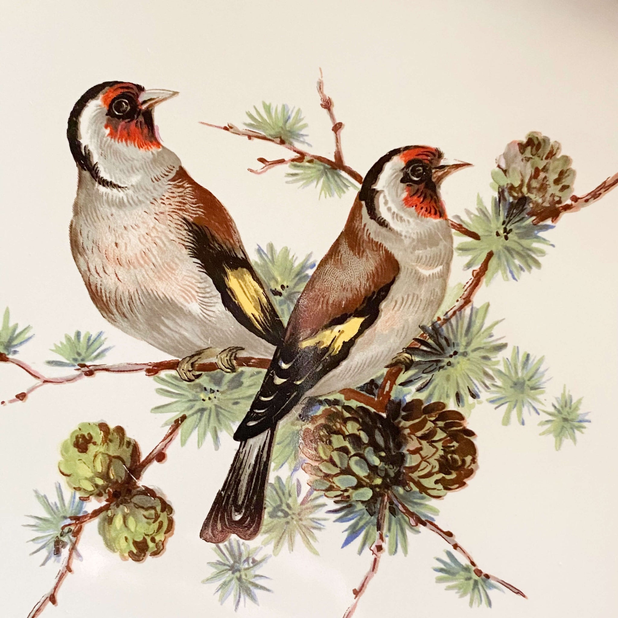 Vintage Round Ceramic Bird Tile Trivets by H & R Johnson LTD circa 1935-1979 - Sold Individually