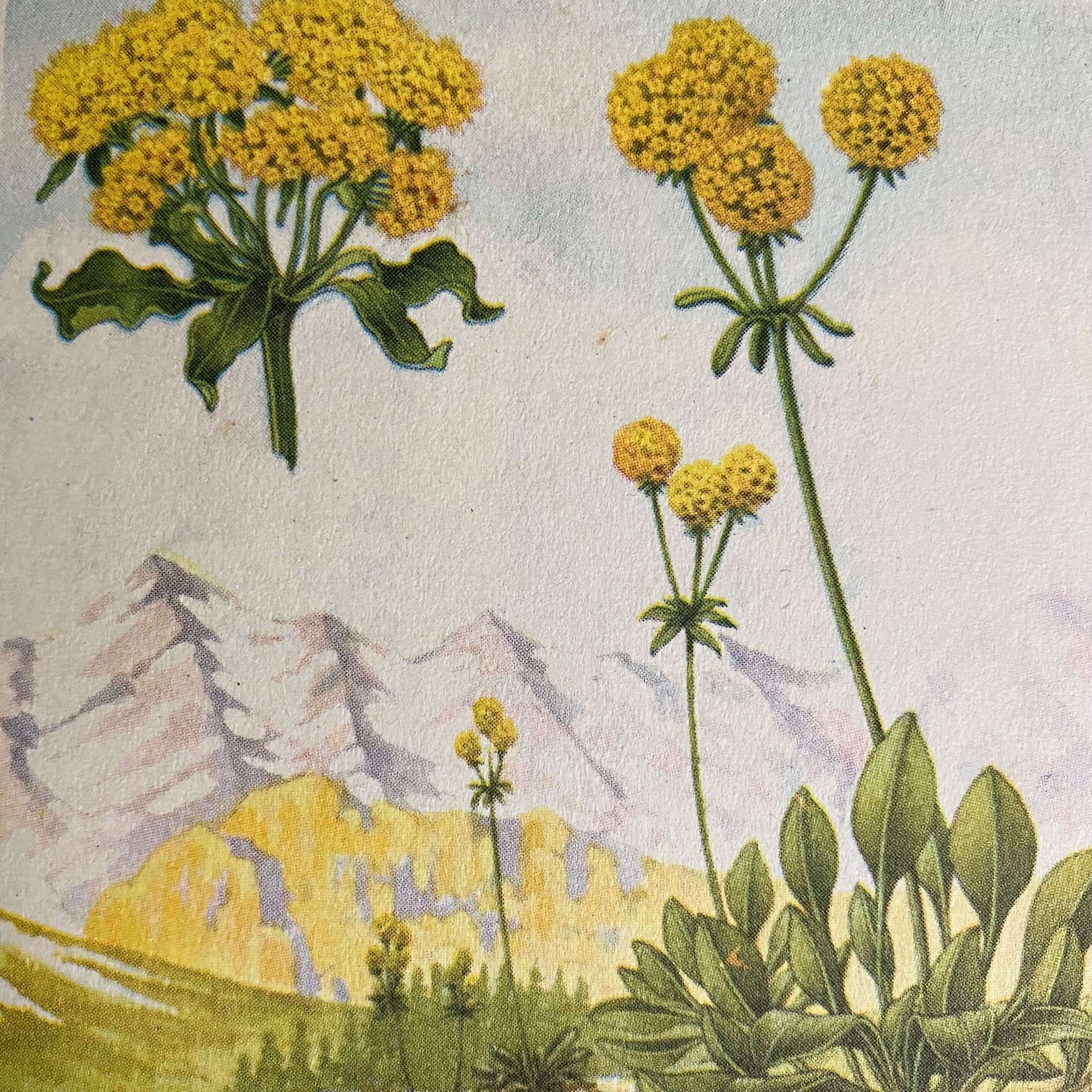 Vintage 1950s Golden Nature Guide - Flowers by Herbert Zim & Alexander Martin circa 1950