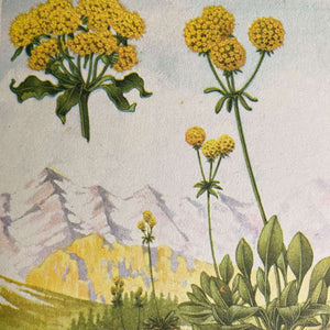 Vintage 1950s Golden Nature Guide - Flowers by Herbert Zim & Alexander Martin circa 1950