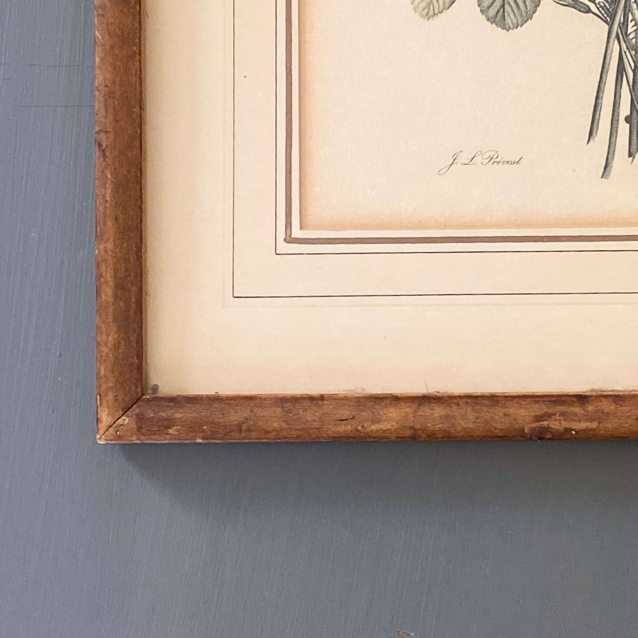 Vintage Framed French Botanical Print by Jean Louis Prevost - 12x 15 Print No. 02