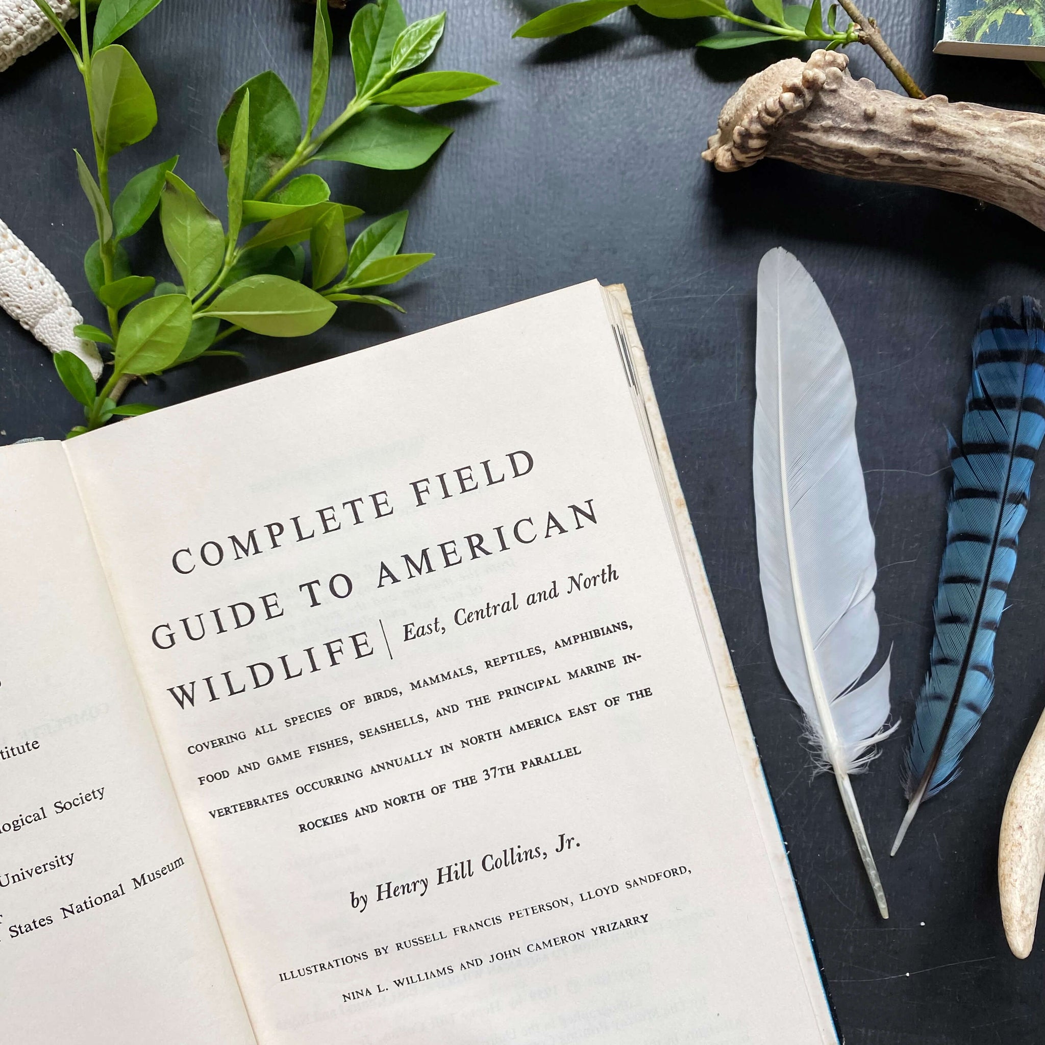 Complete Field Guide to American Wildlife by Henry Hill Collins Jr - 1959 Edition