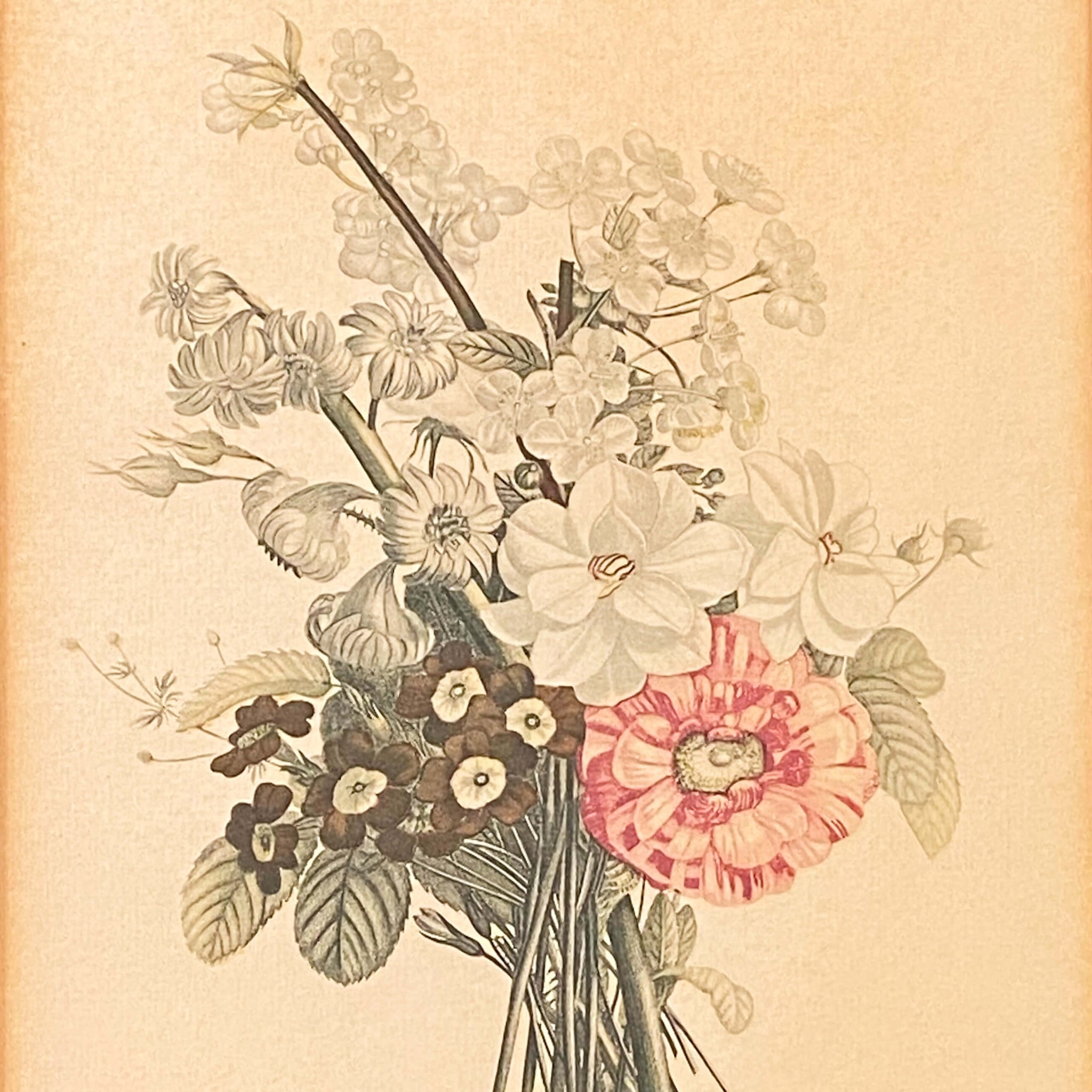 Vintage Framed French Botanical Print by Jean Louis Prevost - 12x 15 Print No. 02