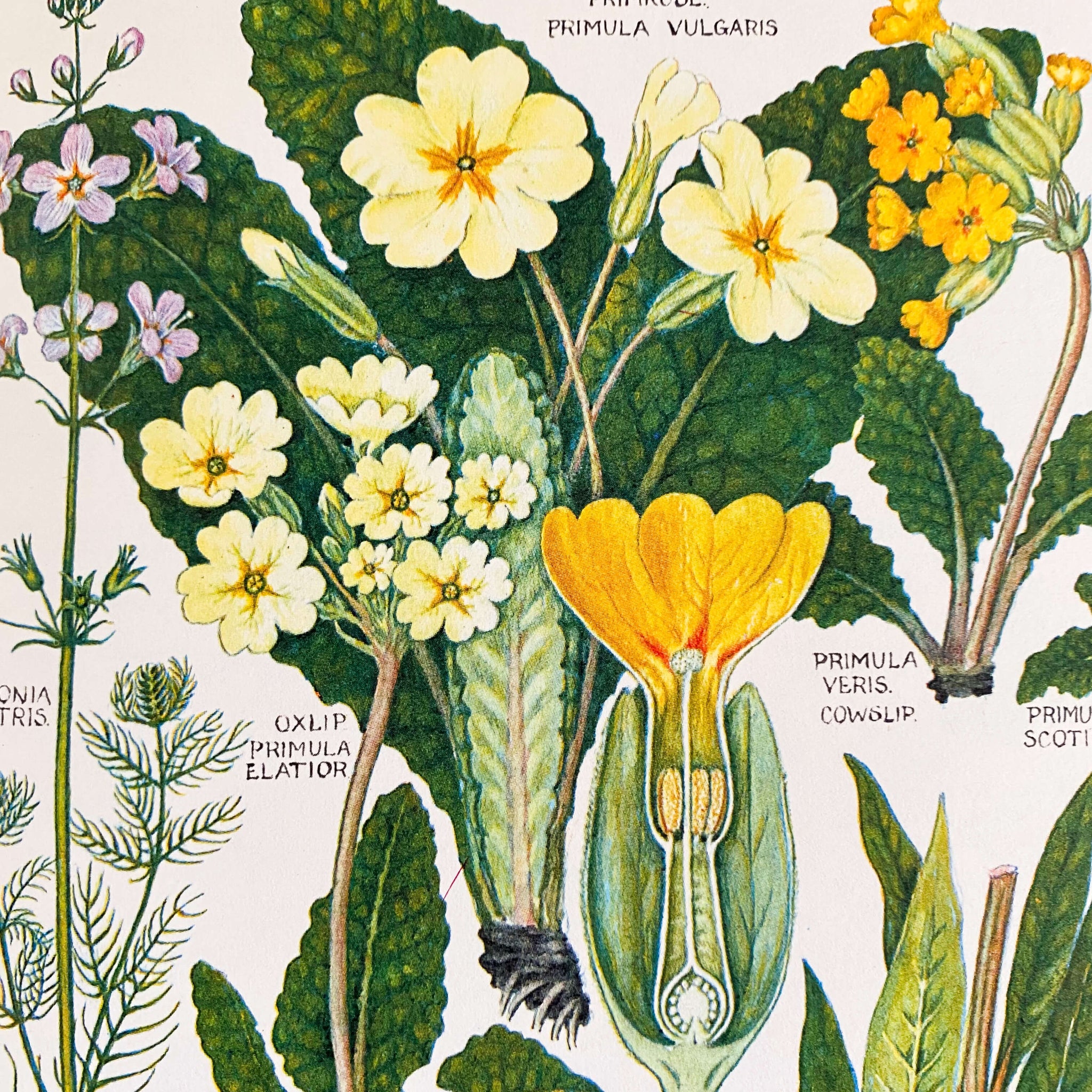 The Concise British Flora in Colour by W. Keble Martin -1965 Edition, 4th Impression