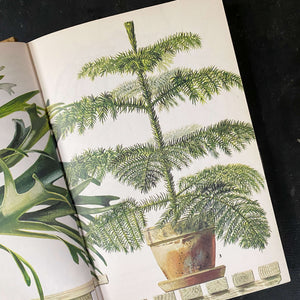 the pocket encyclopedia of indoor plants The Pocket Encyclopedia of Indoor Plants - Age Nicolaisen