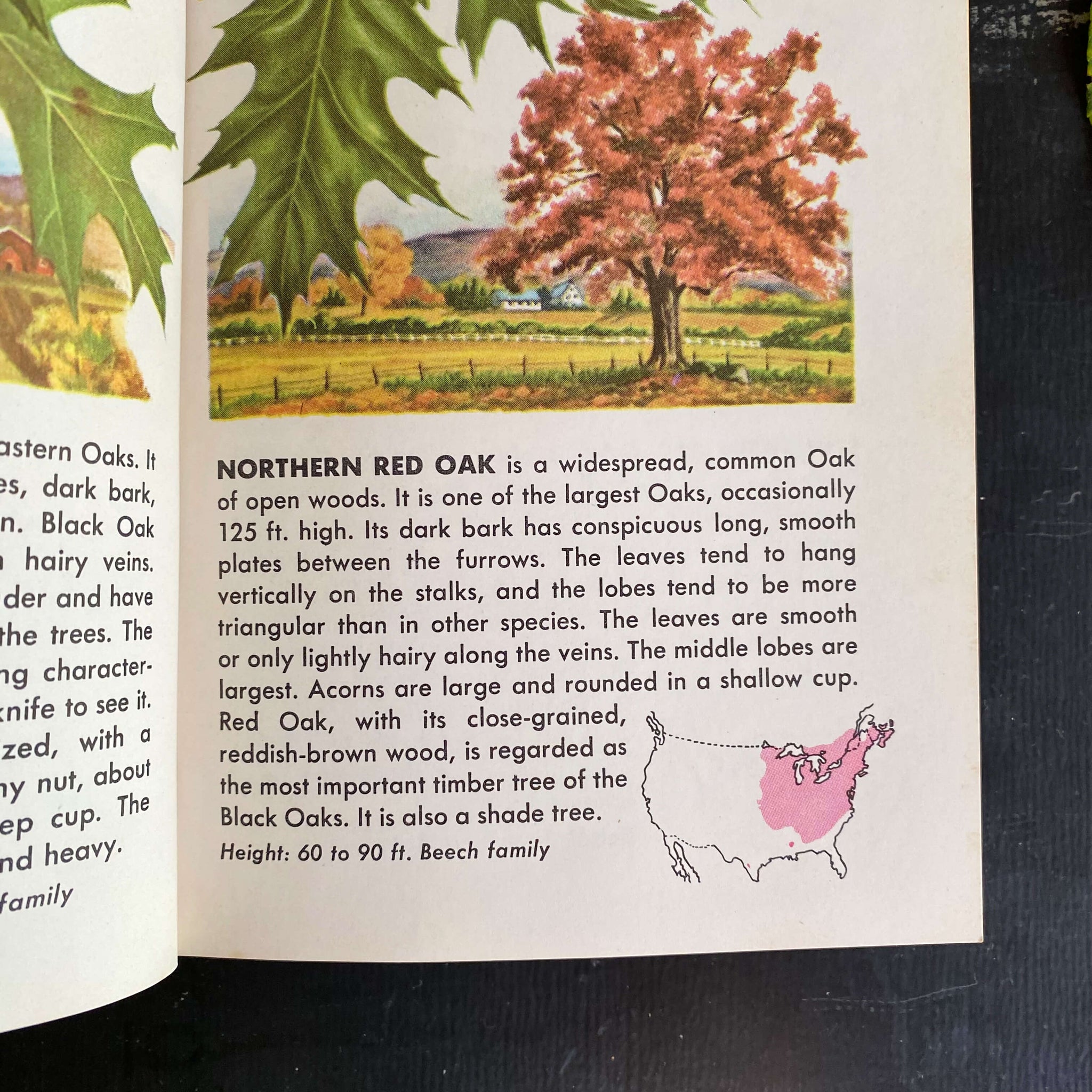 Vintage 1950s Tree Identification Book Circa 1956 By Golden Press In Vintage 1950s tree identification book circa 1956 by golden press in