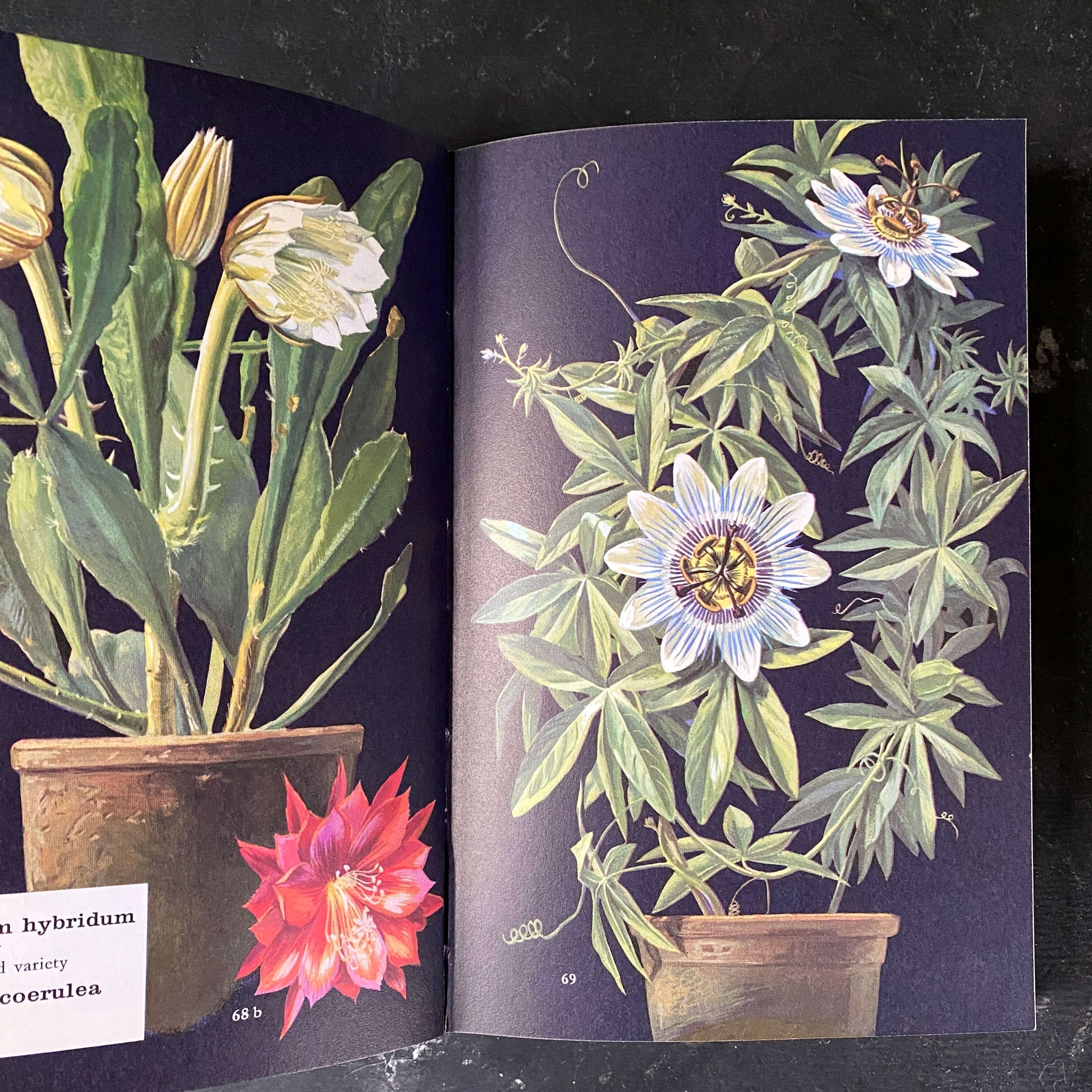 the encyclopedia of house plants The Pocket Encyclopedia of Indoor Plants - Age Nicolaisen